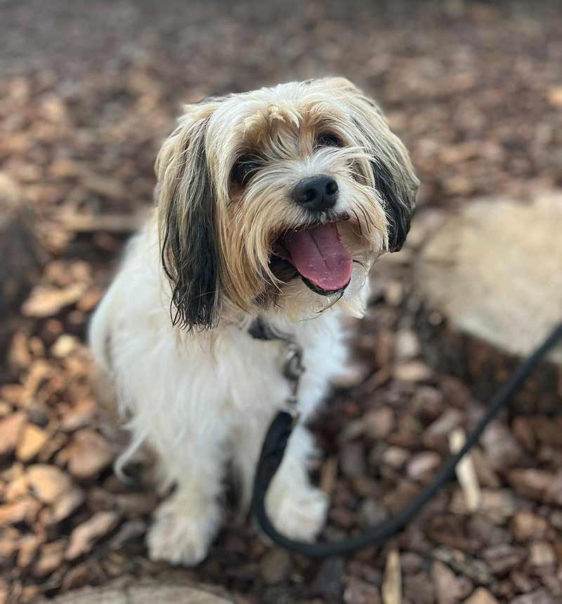 oscar chien terrier du tibet à adopter au refuge sos animaux 78 au Chesnay rocquencourt 78 près de versailles